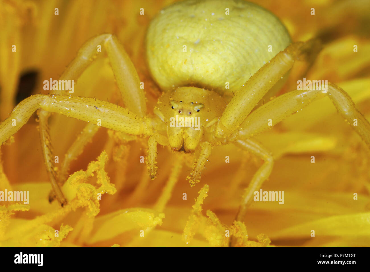 Portrait of Flower Crab Spider (Misumena vatia) Stock Photo