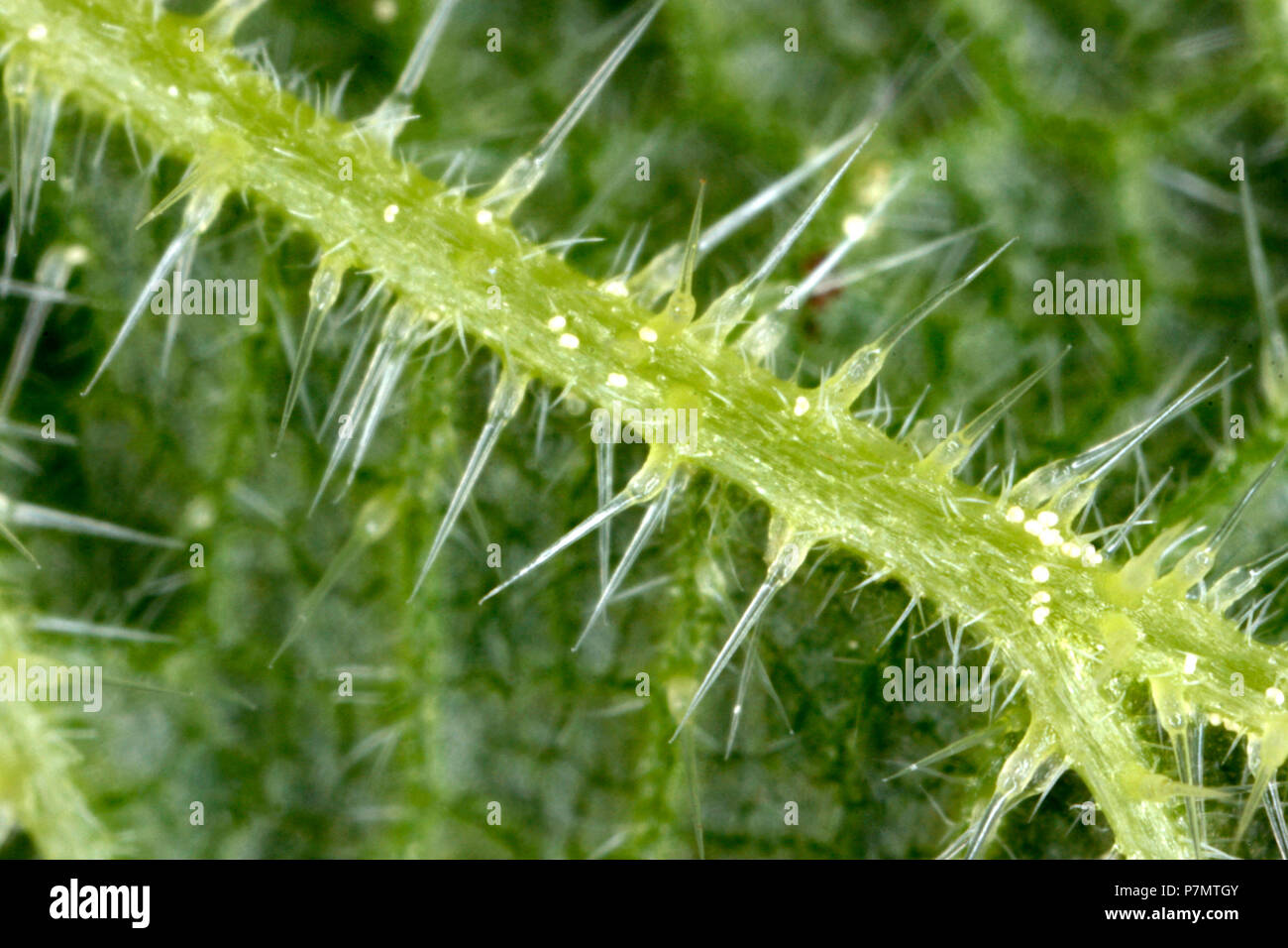 Stinging trichoms of Common Nettle (Urtica dioica) Stock Photo