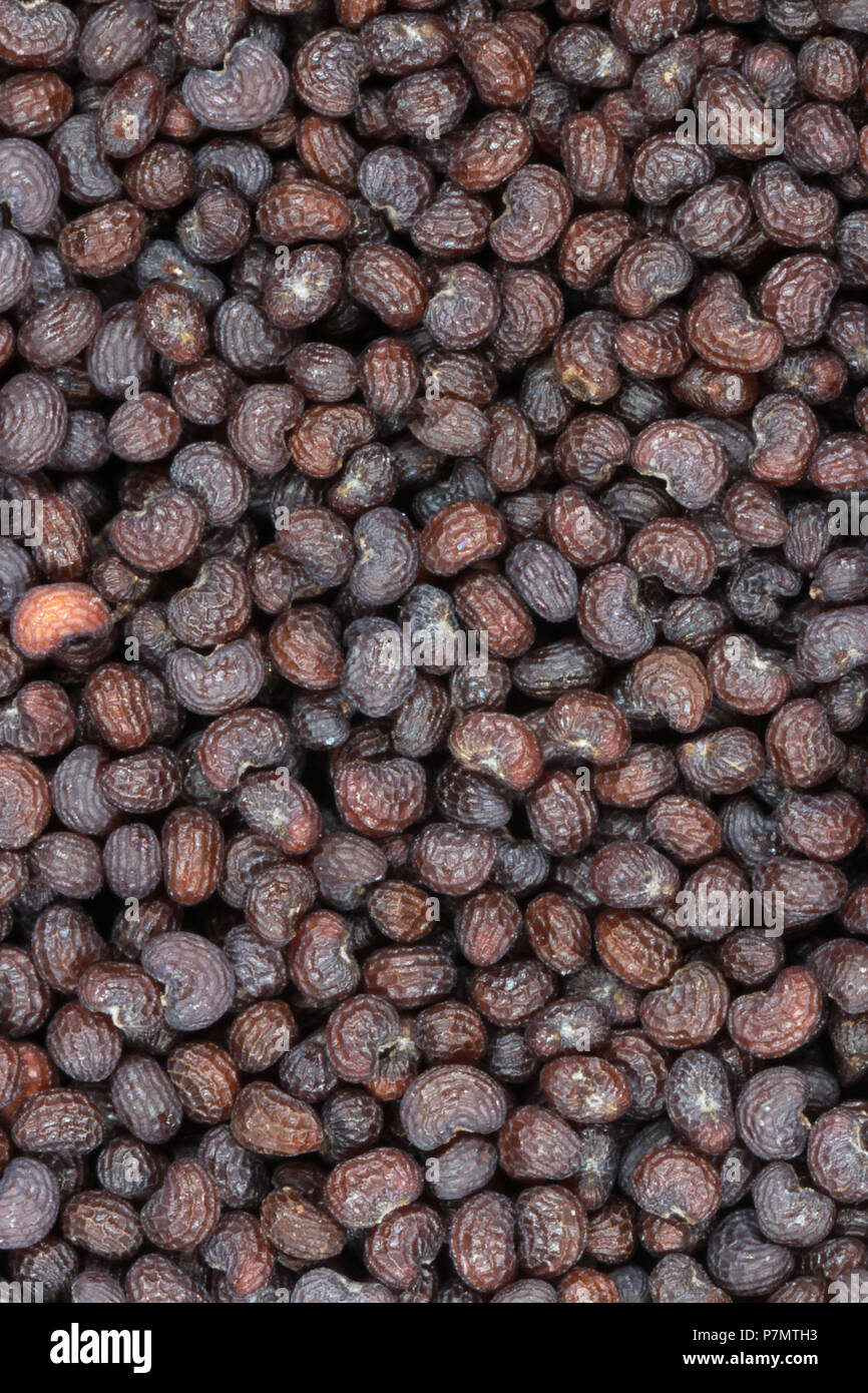 Seeds of Common Poppy (Papaver rhoeas) Stock Photo