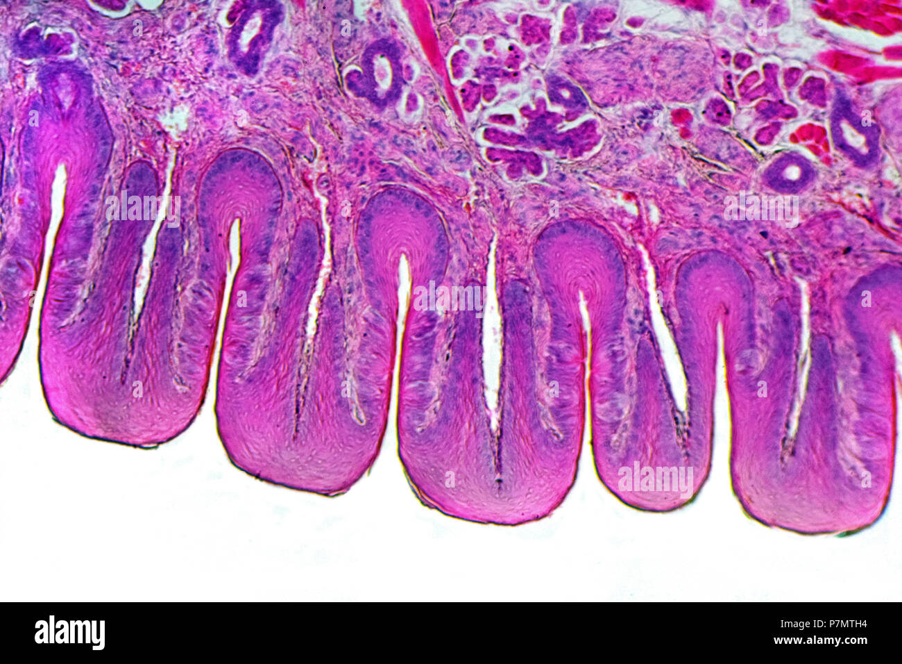 Microphoto of papillae foliatae on the tongue of Domestic Rabbit (Oryctolagus cuniculus f. domesticus) Stock Photo