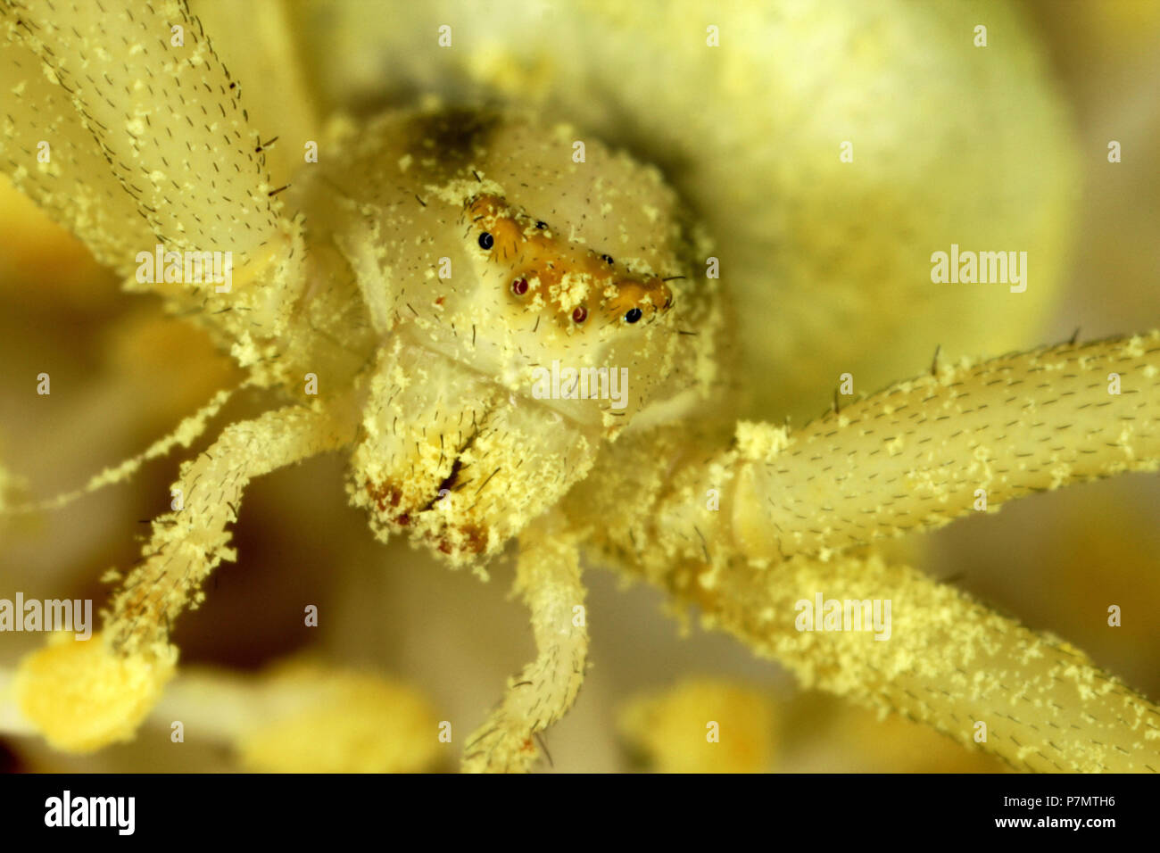 Portrait of Flower Crab Spider (Misumena vatia) Stock Photo