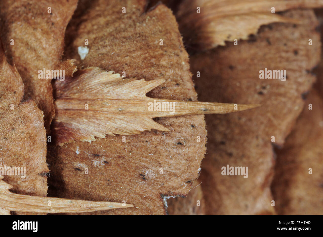 Scales on the strobile of Douglas-fir (Pseudotsuga menziesii) Stock Photo