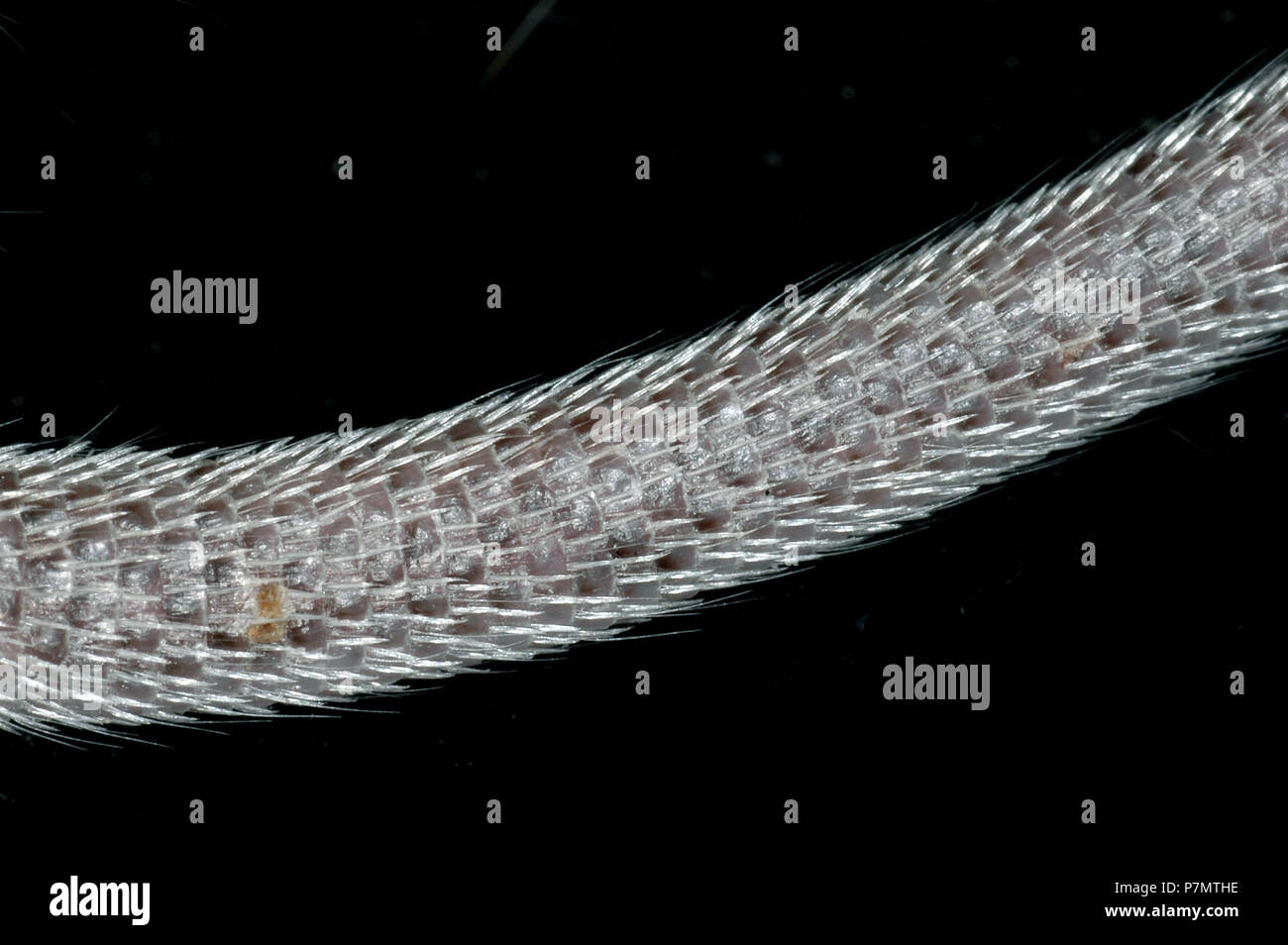 Fur and scales on the tail of Eastern Spiny Mouse (Acomys dimidiatus) Stock Photo
