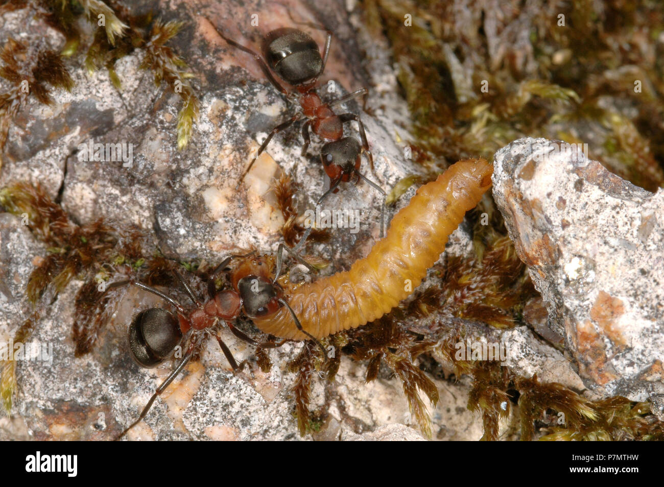 Workers ant of European Red Wood Ant (Formica polyctena) haul grub tu anthill Stock Photo