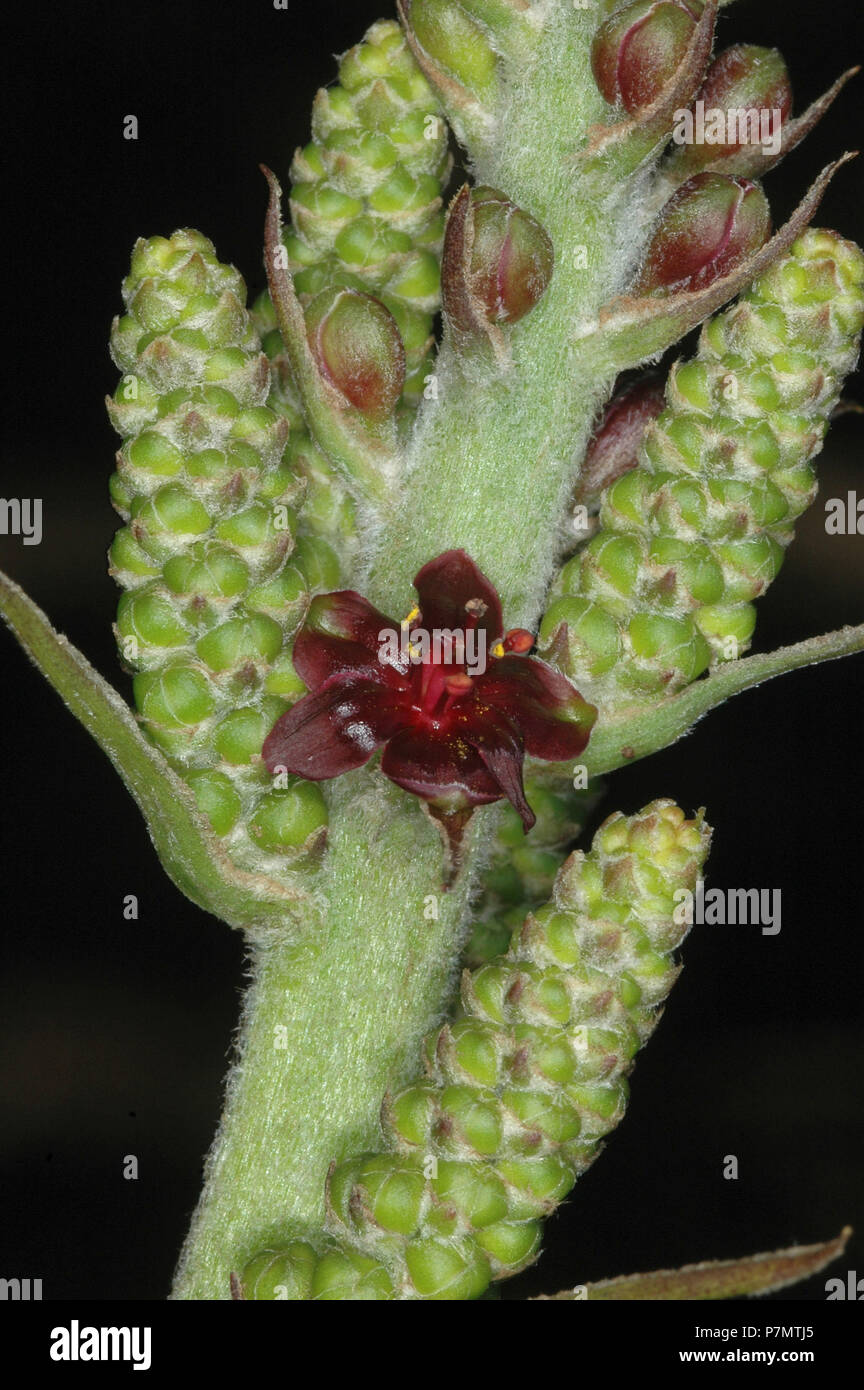 Close-up of blossom of False Hellebore (Veratrum nigrum) Stock Photo