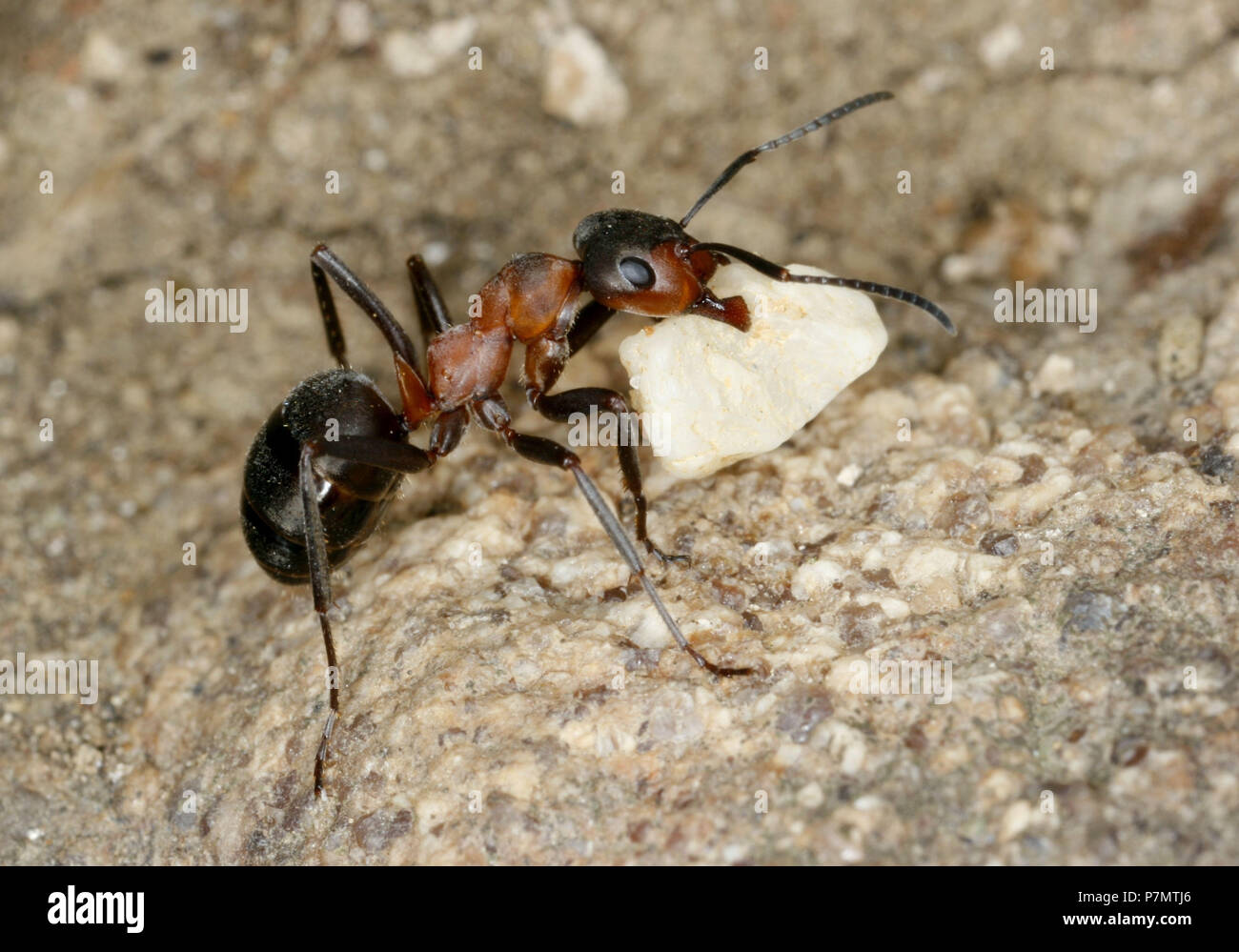 Worker ant of European Red Wood Ant (Formica polyctena) move stone to anthill Stock Photo