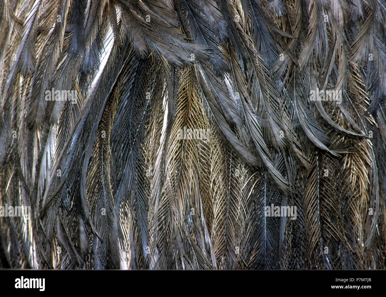 Plumage of Emu (Dromaius novaehollandiae) Stock Photo