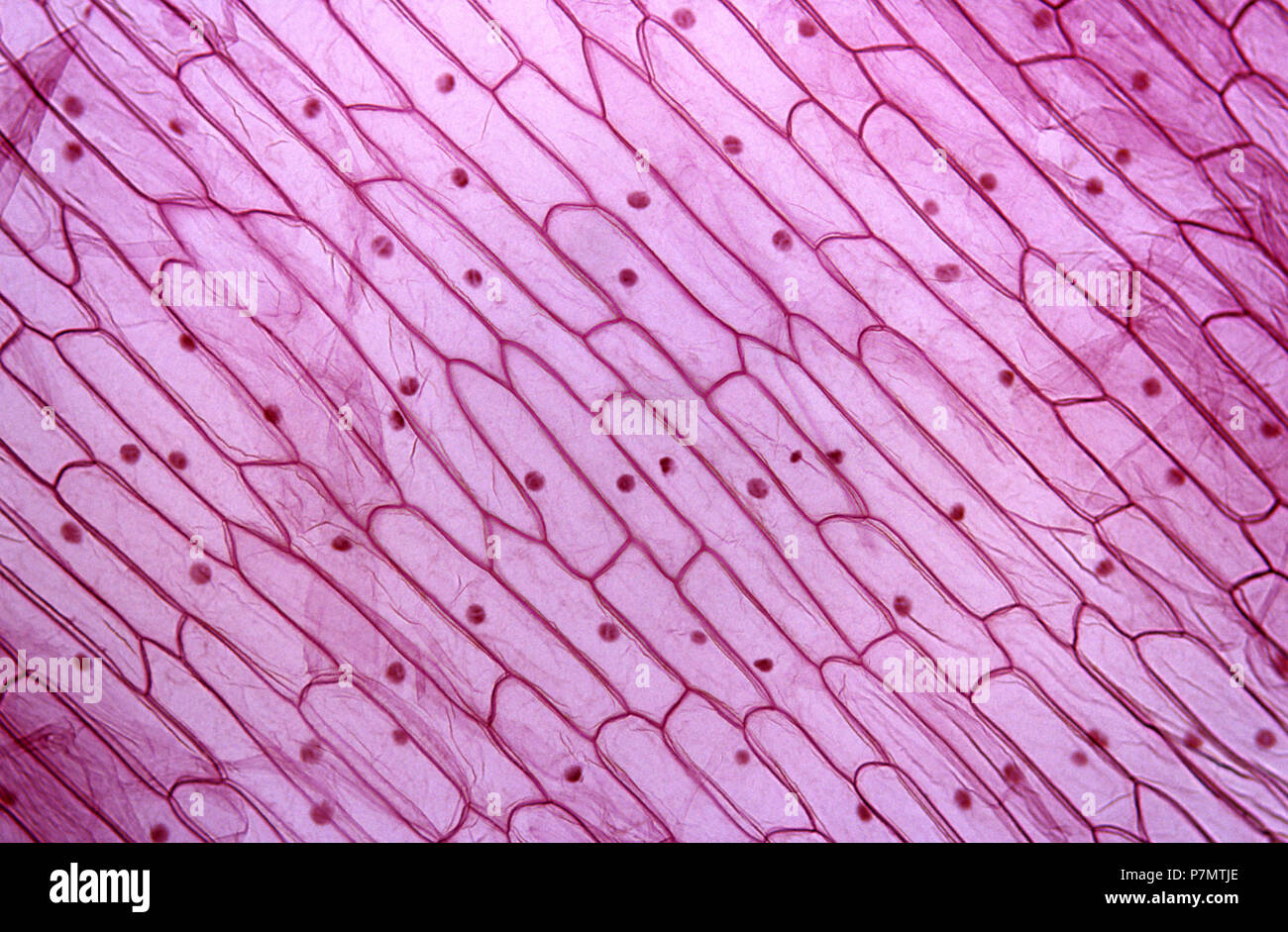 Cells of epidermis of Garden Onion (Allium cepa) Stock Photo