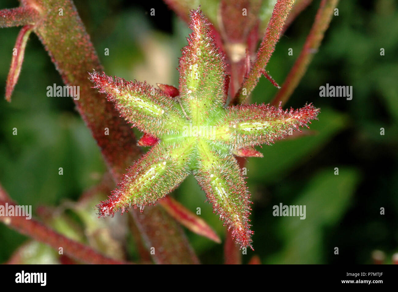 Green capsule of Gasplant (Dictamnus albus) Stock Photo