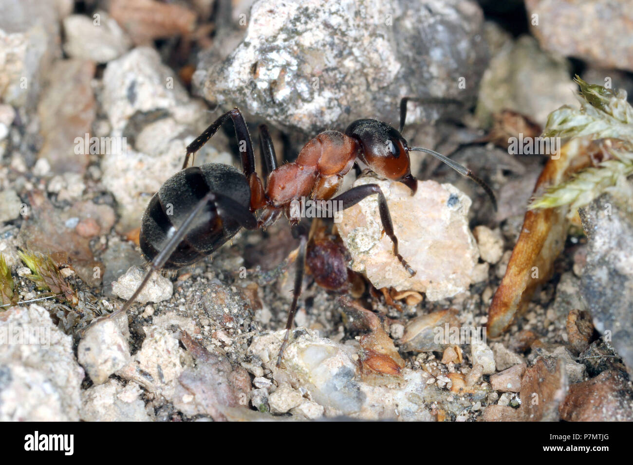 Worker ant of European Red Wood Ant (Formica polyctena) move stone to anthill Stock Photo