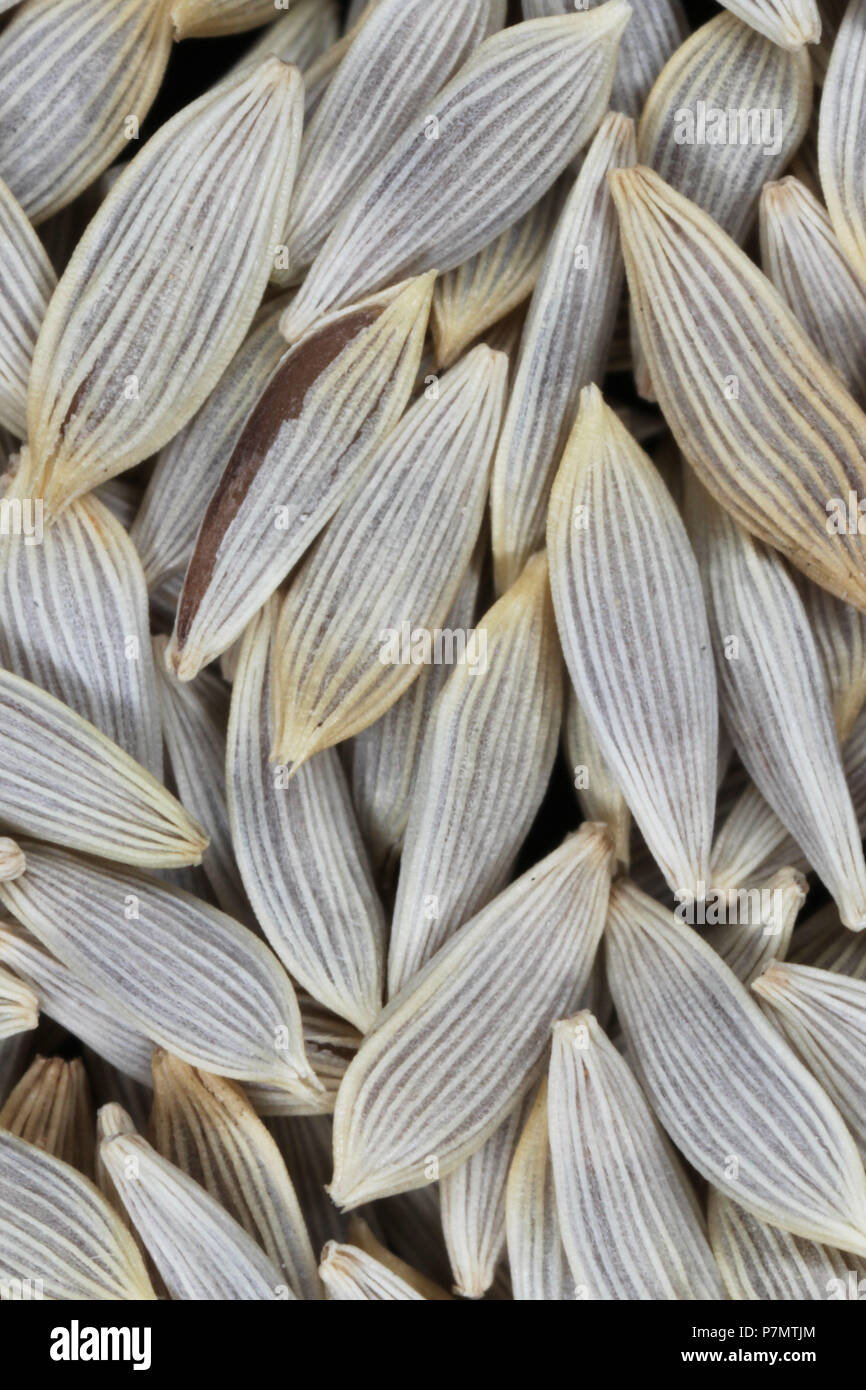 Seeds of Garden Lettuce (Lactuca sativa var. crispa) Stock Photo