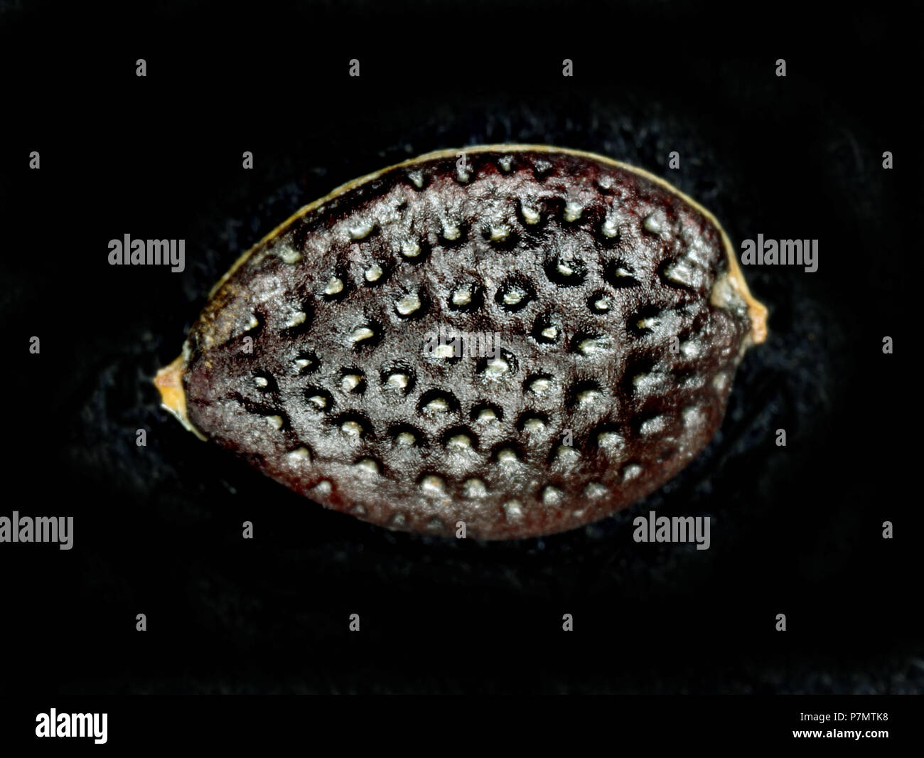 Close-up of seed of Granadilla (Passiflora edulis) Stock Photo