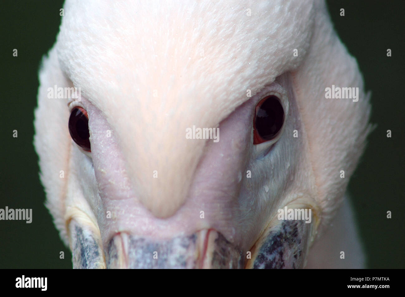 Close-up of eyes of Great White Pelican (Pelecanus onocrotalus) Stock Photo