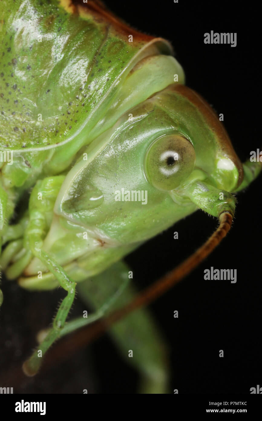 Portrait of Great Green Bush-cricket (Tettigonia viridissima) Stock Photo