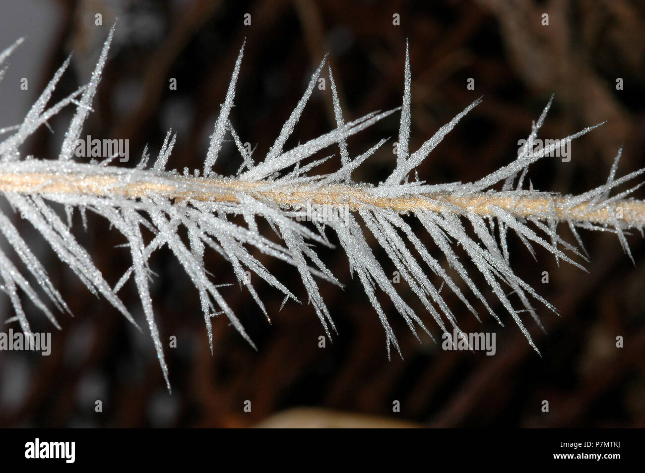 Hoar-frost on the stem Stock Photo