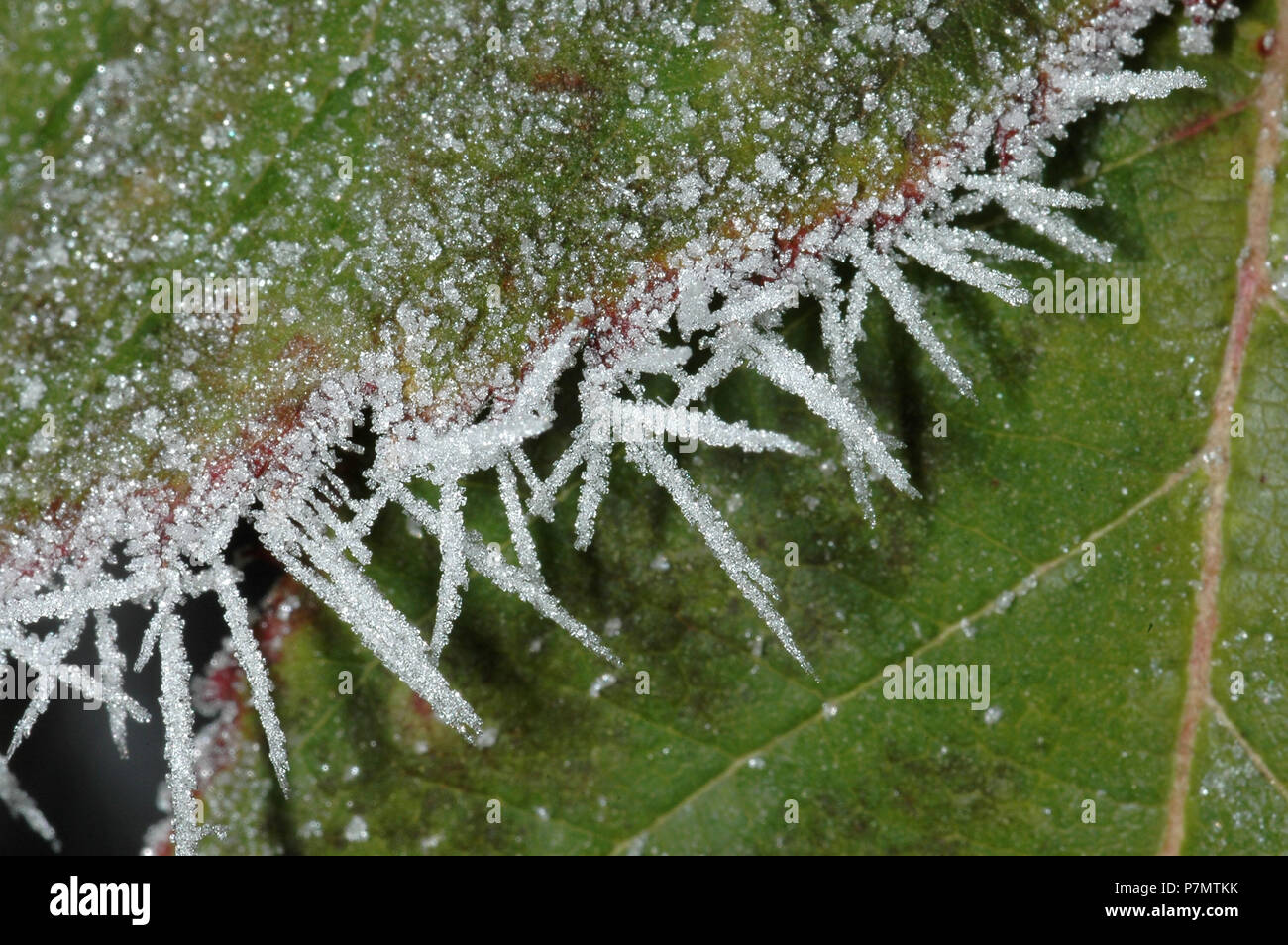 Hoar-frost on the leaf Stock Photo