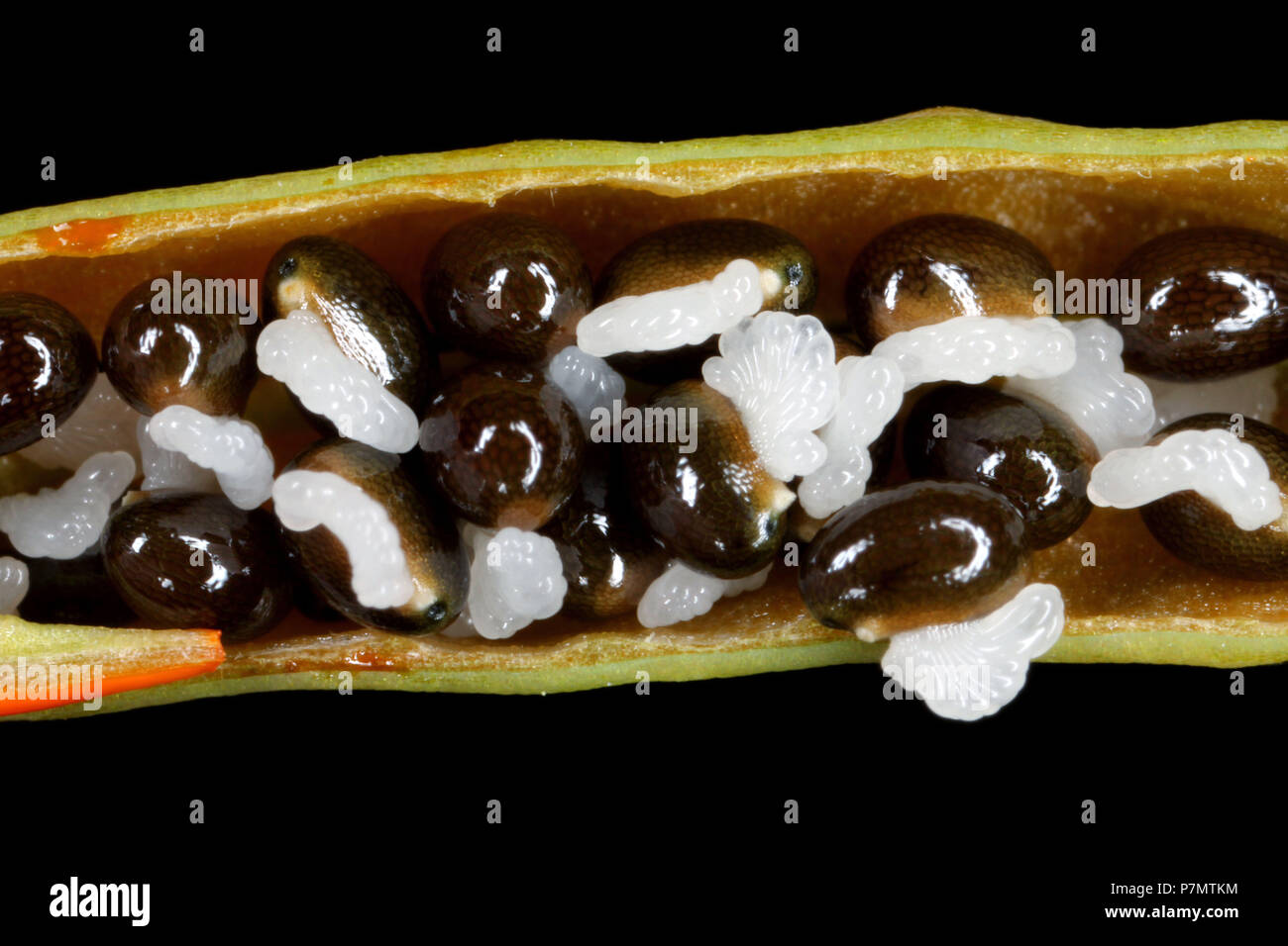 Capsule witt seed of Greater Celandine (Chelidonium majus) Stock Photo