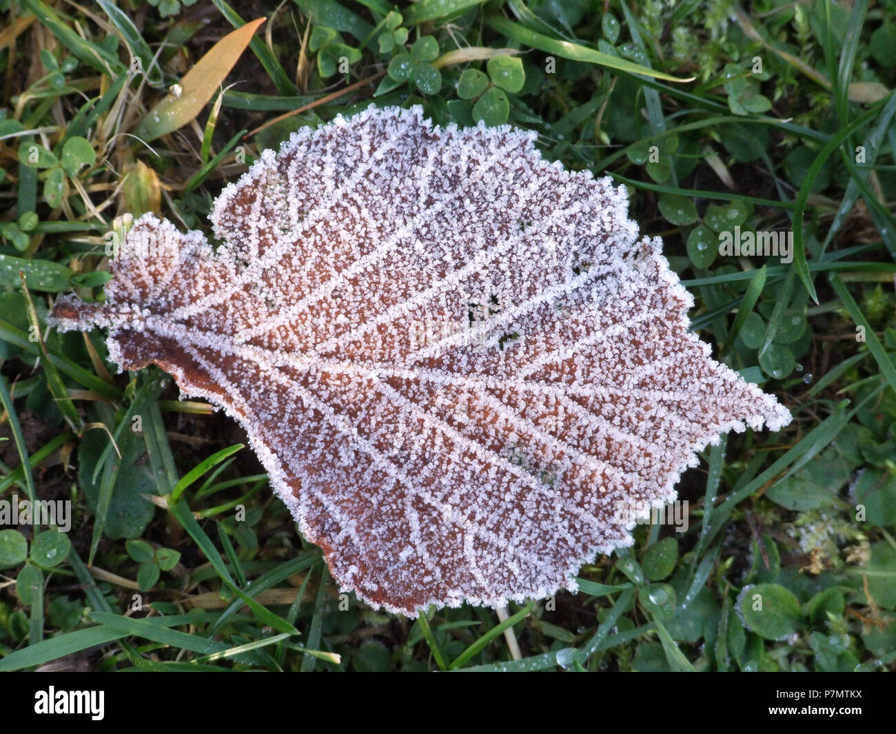 Hoar-frost on the leaf Stock Photo