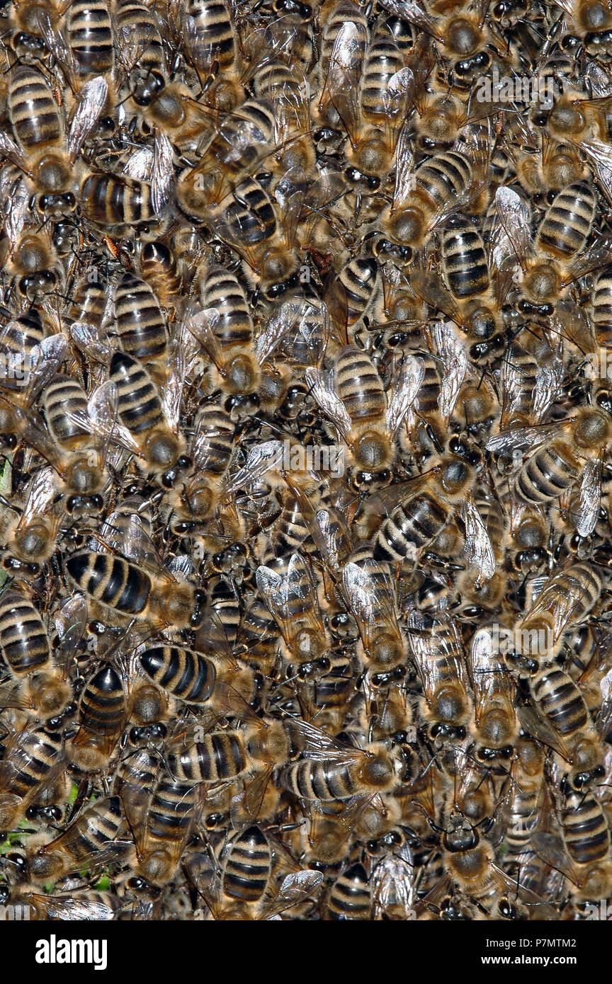 Close-up of swarm of Honey Bee (Apis mellifera) Stock Photo