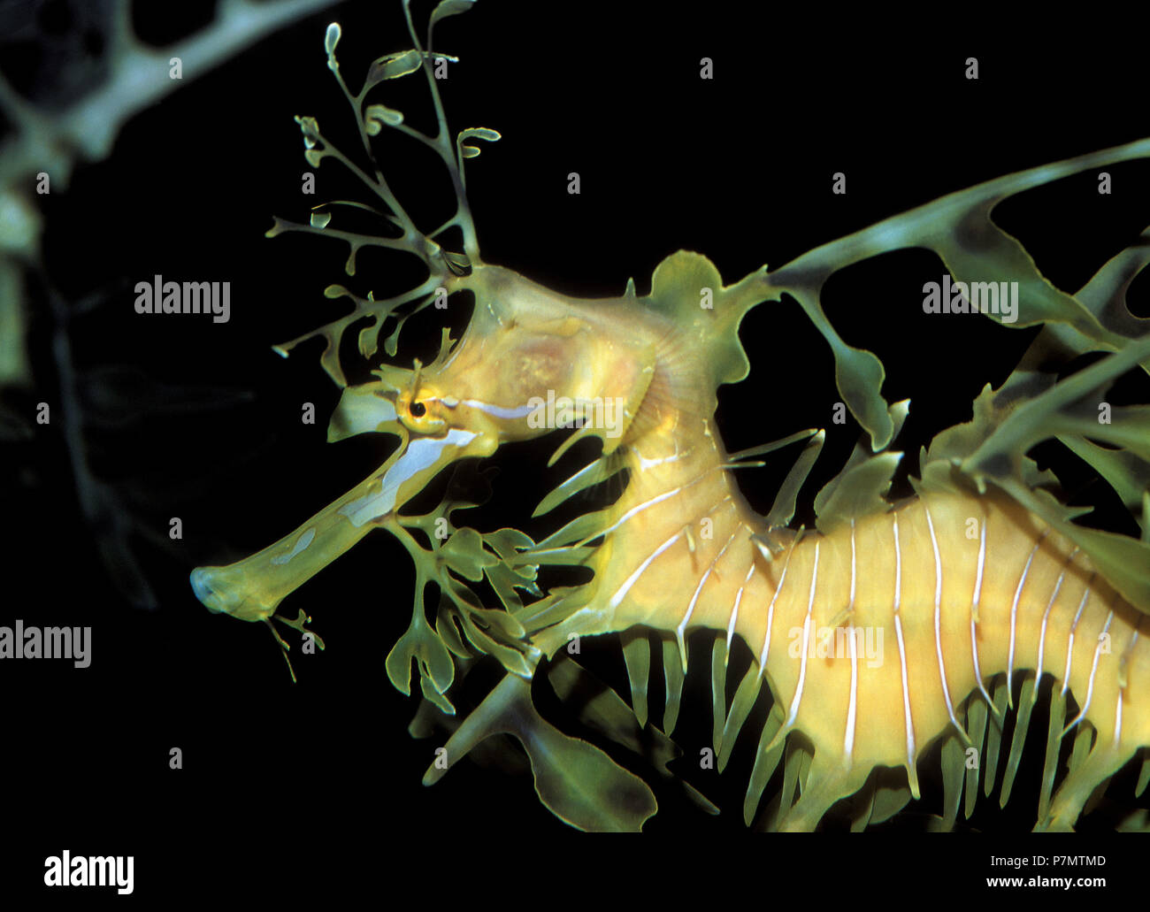 Portrait of Leafy Seadragon (Phycodurus eques) Stock Photo