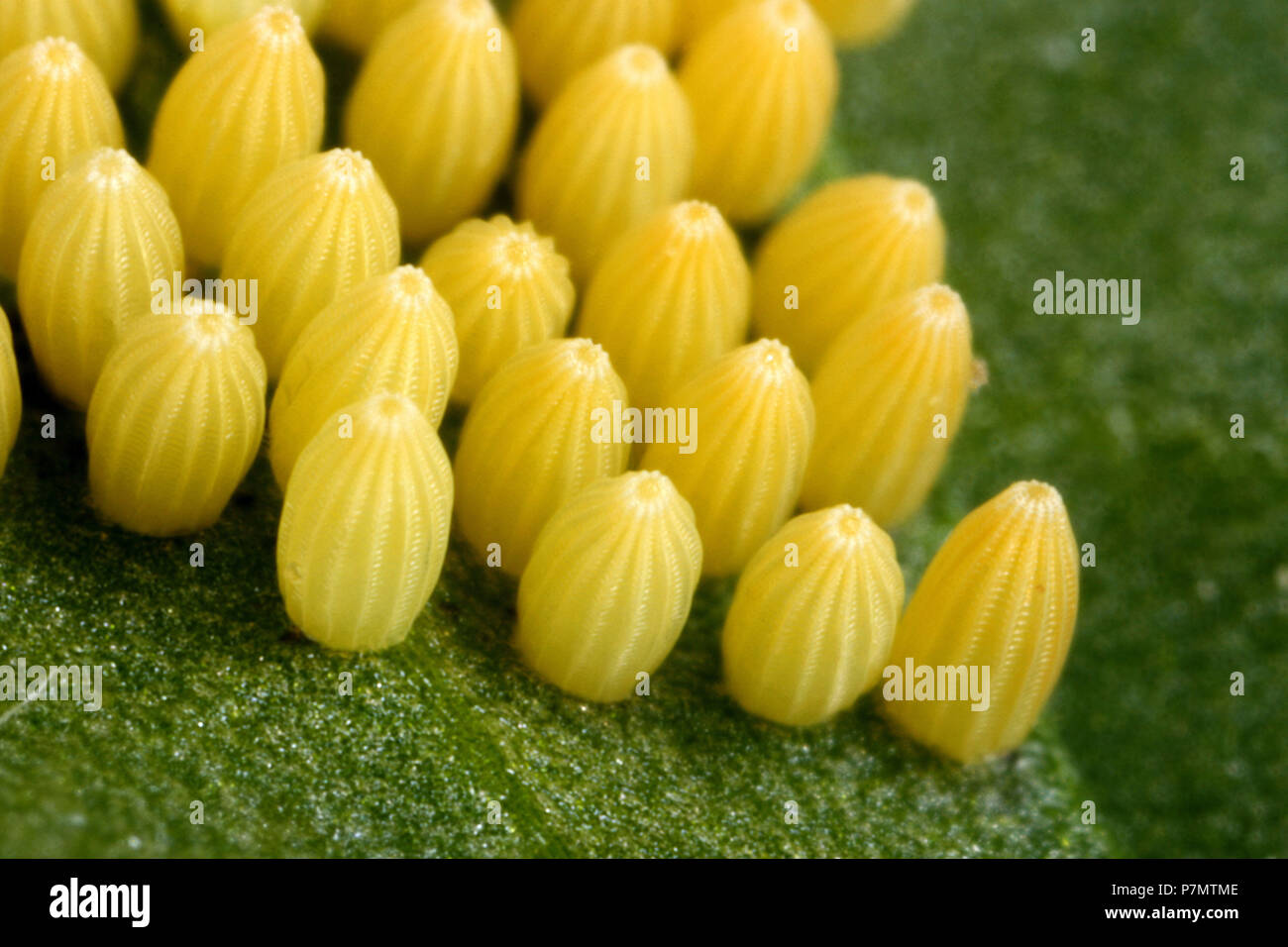 Eggs of Large White (Pieris brassicae) on the leaf of cabbage Stock Photo