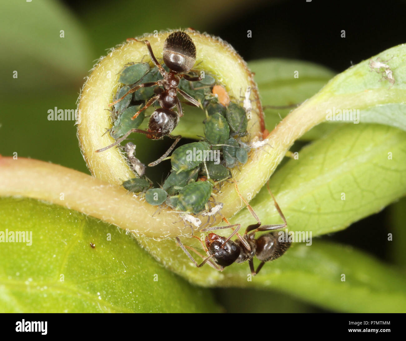 Worker ant Lasius alienus with colony of greenflies Aphis farinosa Stock Photo