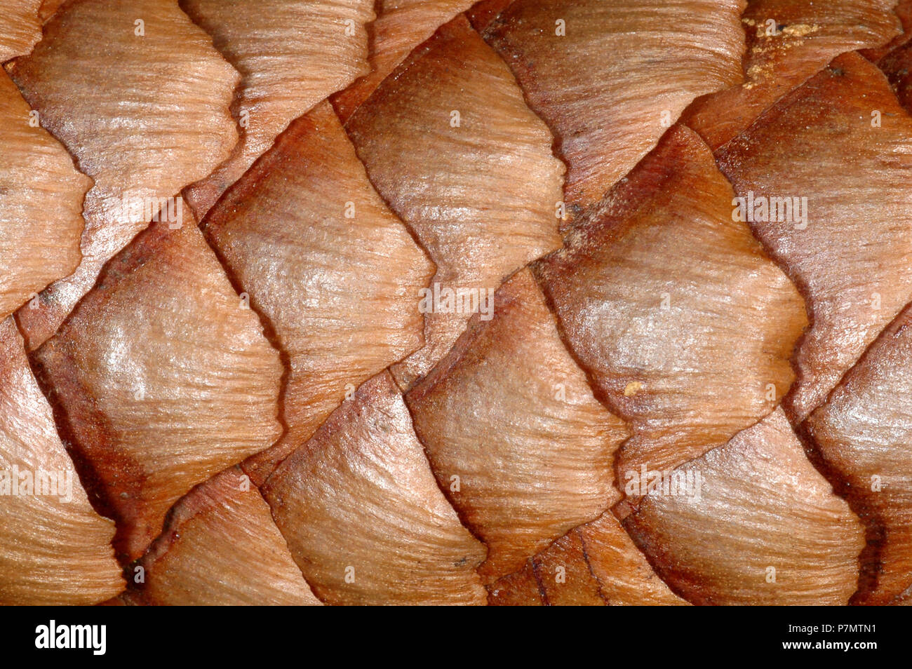 Close-up of strobile of Norway Spruce (Picea abies) Stock Photo