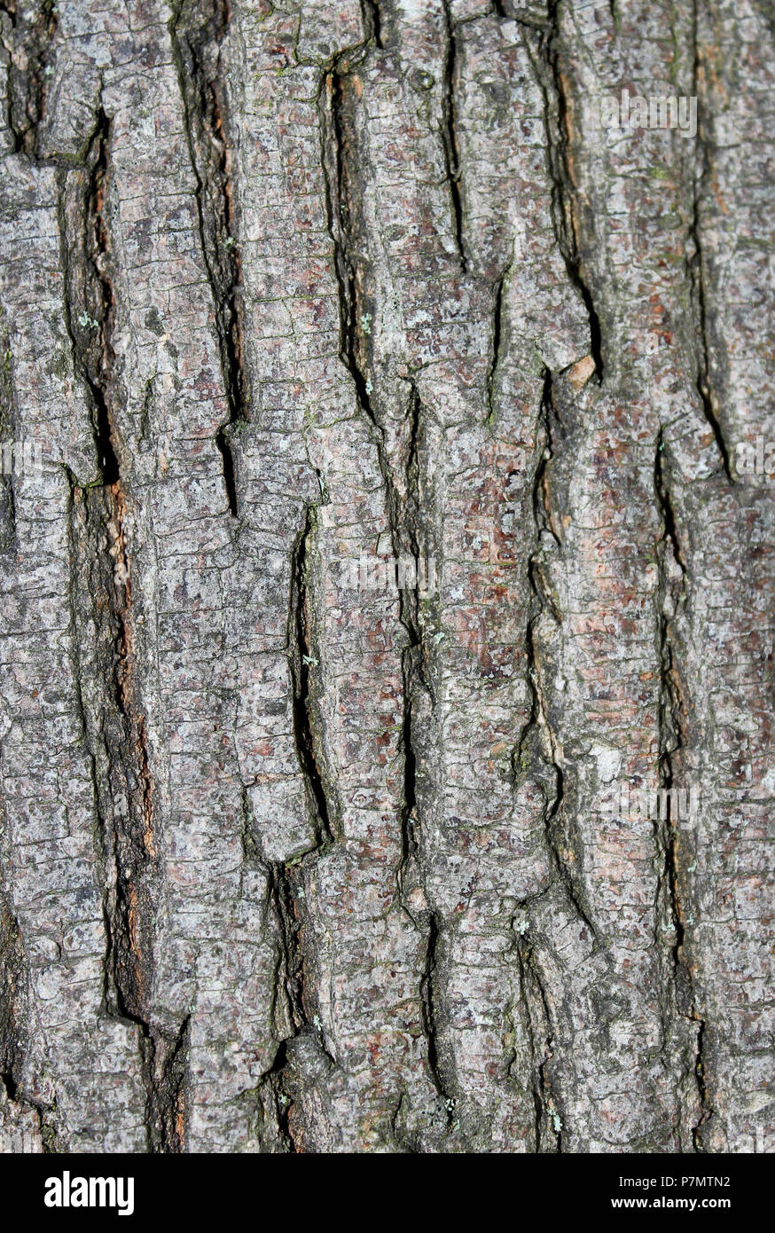 Rhytidome of Norway Maple (Acer platanoides) Stock Photo