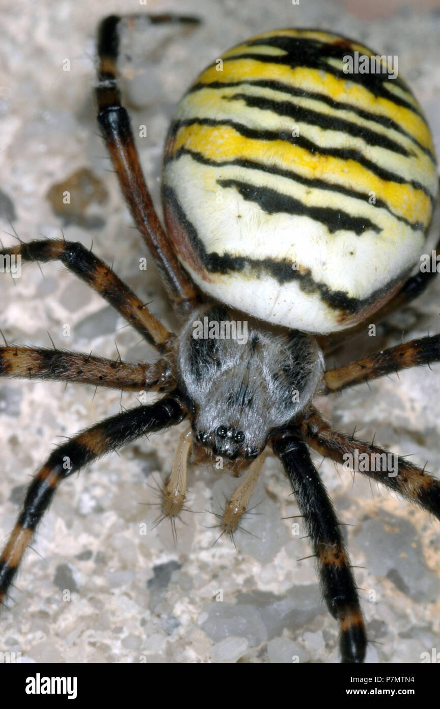 Close up of female Orb-weaving Spider (Argiope bruennichi) Stock Photo