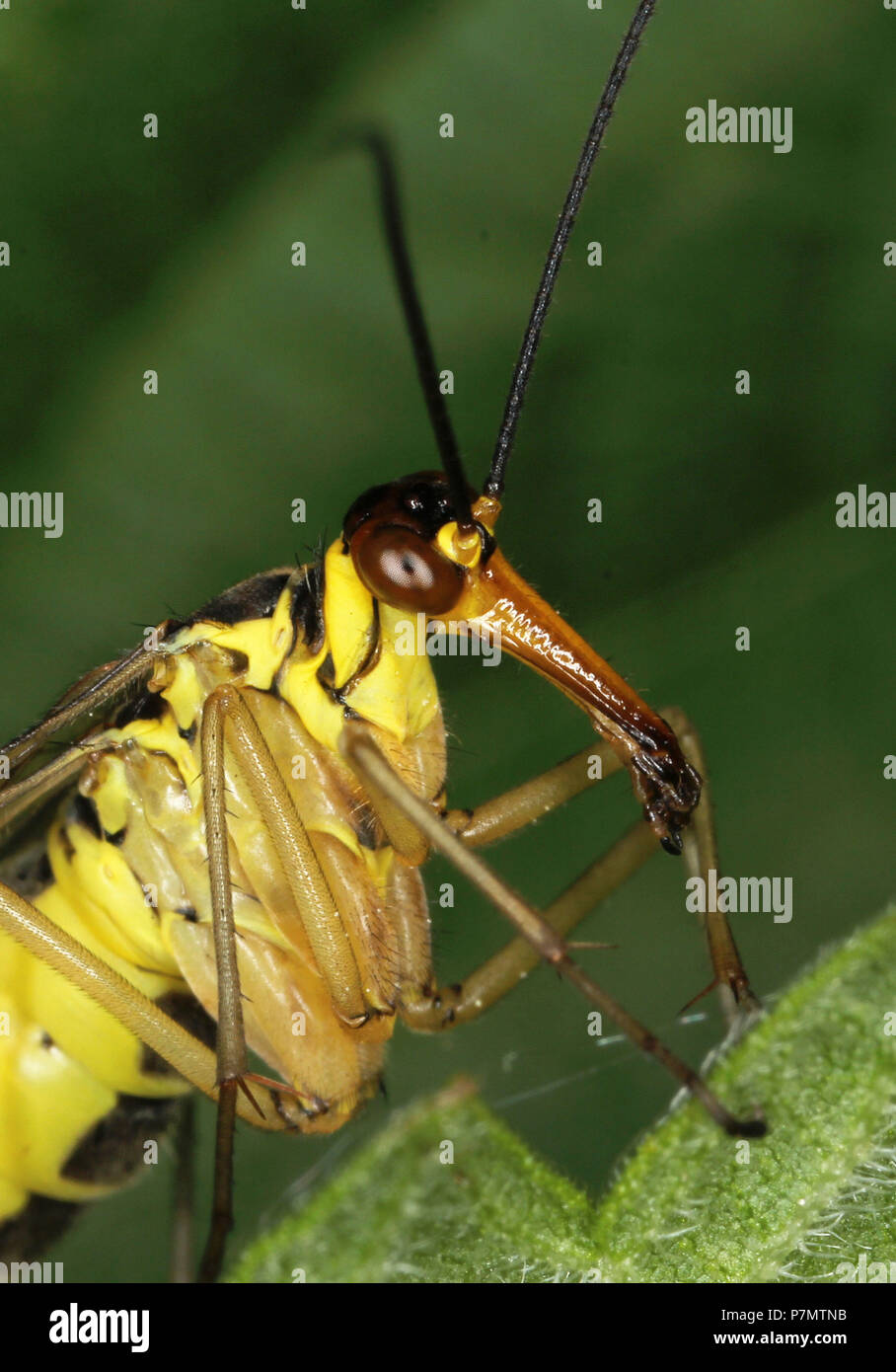Portrait of scorpionfly Panorpa vulgaris Stock Photo