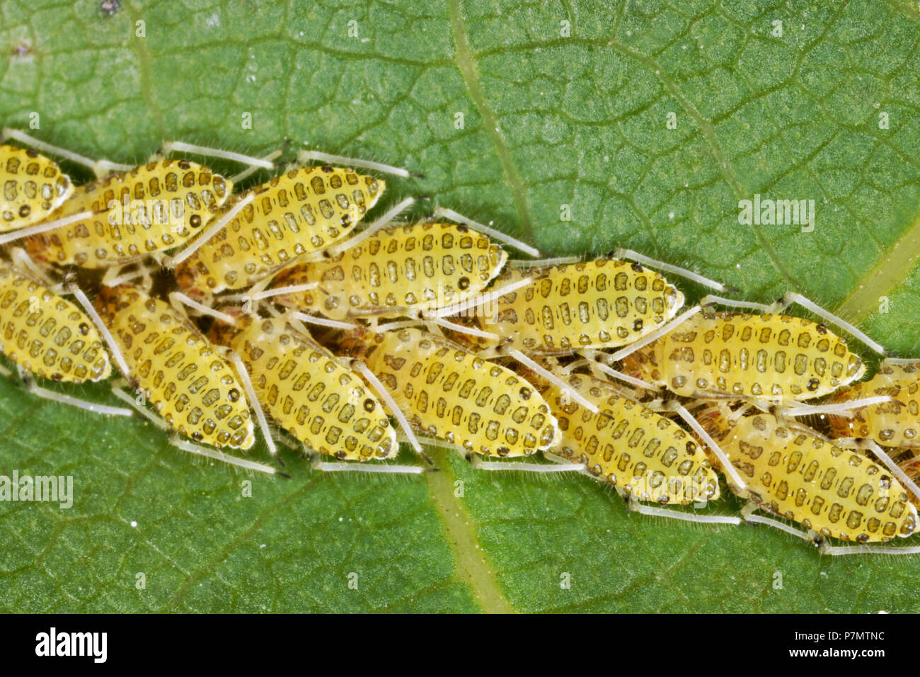 Group of Large Walnut Aphid (Panaphis juglandis) on the leaf of walmut Stock Photo