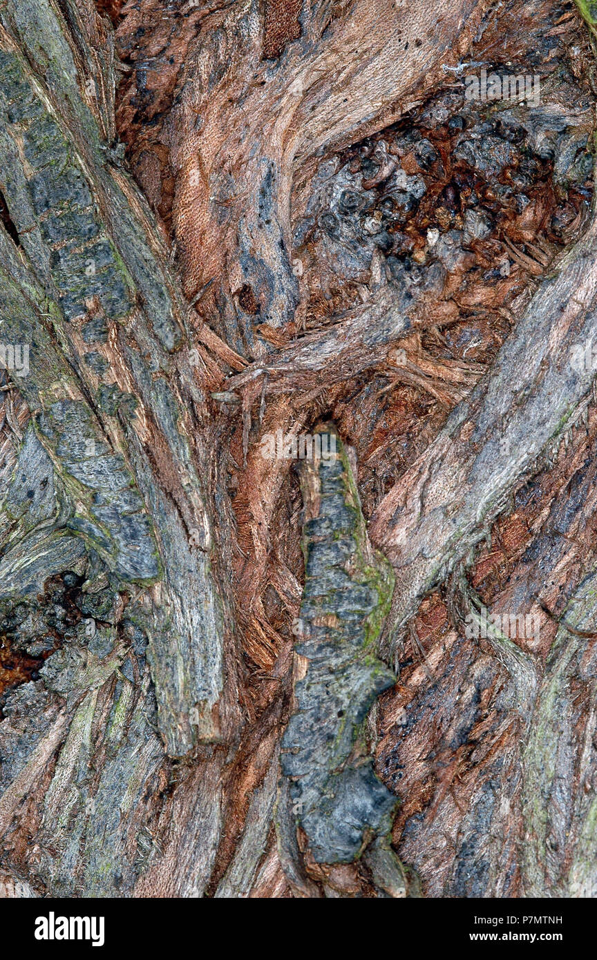 Close-up of rhytidome (bark) of Russian Silverberry (Elaeagnus angustifolia) Stock Photo