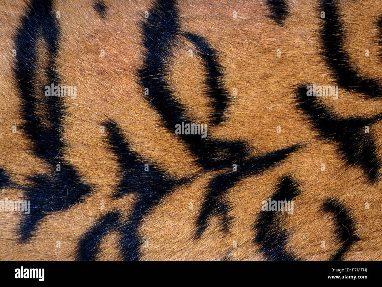 Fur of Sumatran Tiger (Panthera tigris sumatrae) Stock Photo