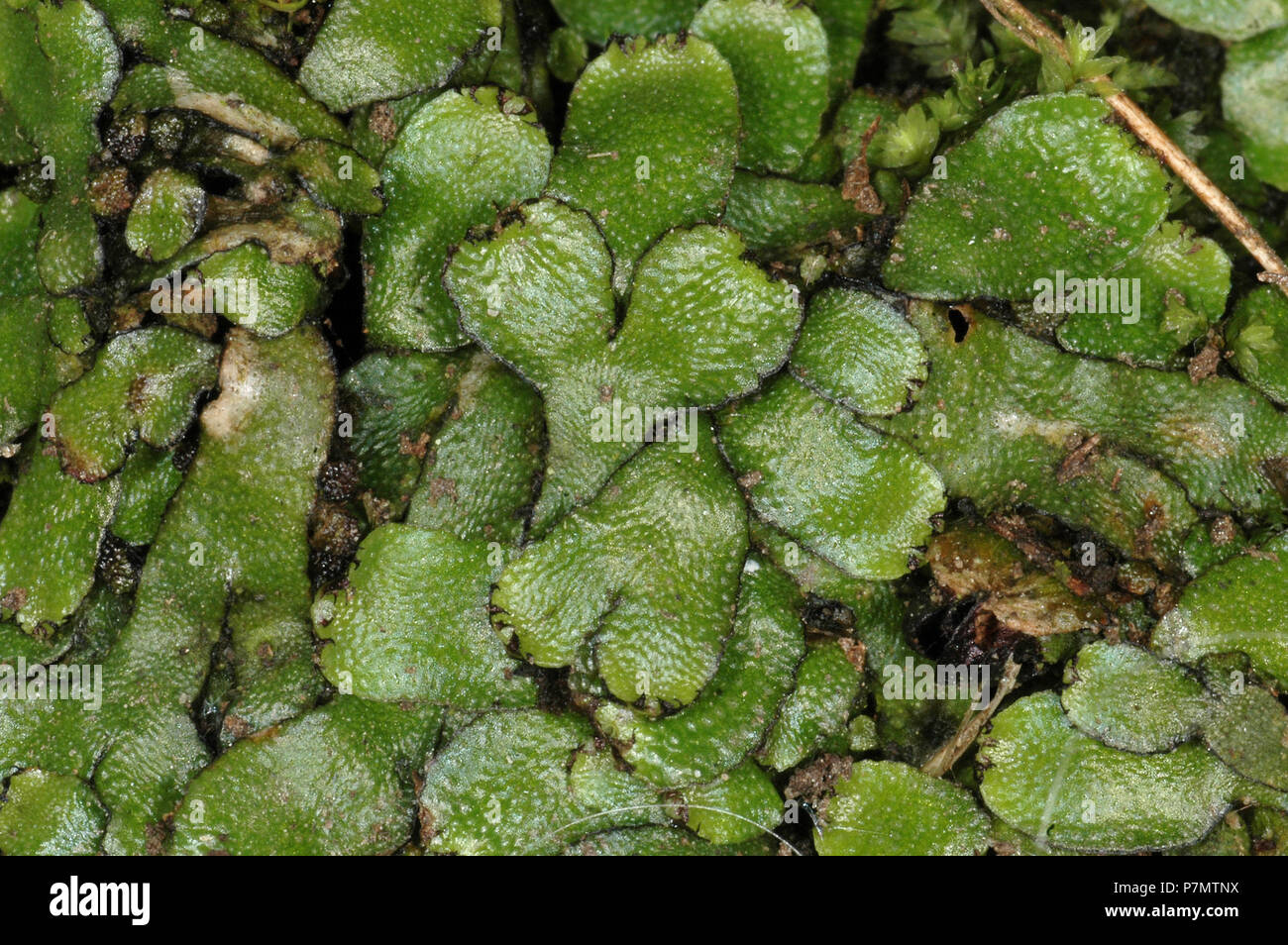 Thallus of Orobus-seed Liverwort (Targionia hypophylla) Stock Photo