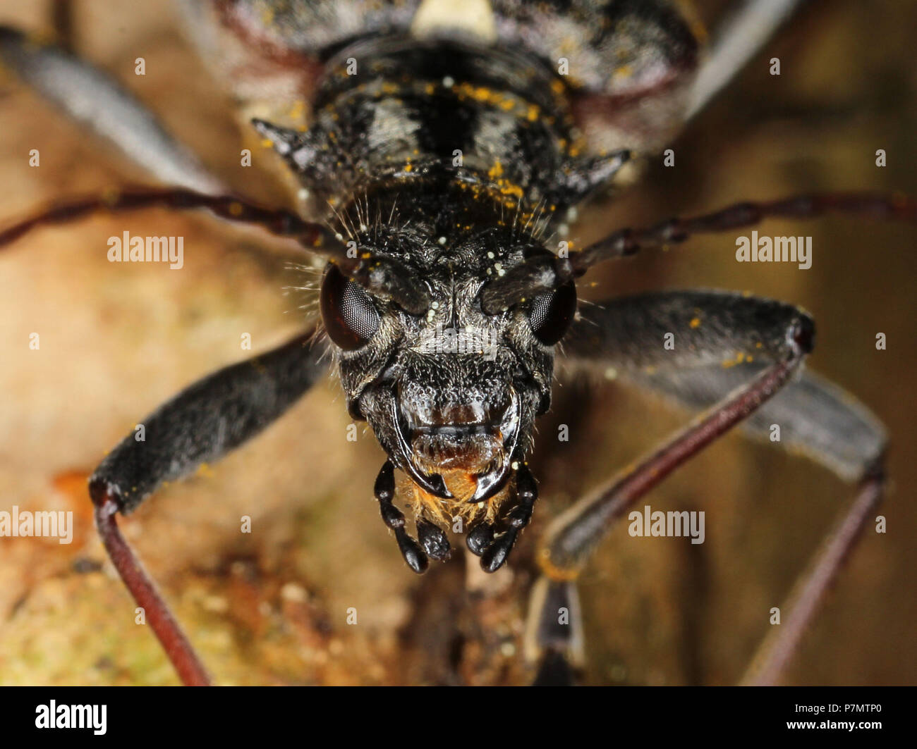 Portrait of longhorn beetle Rhagium bifasciatum Stock Photo