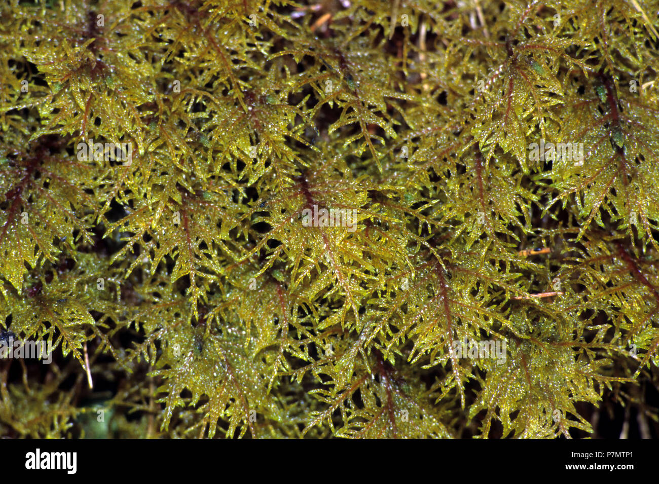Ground cover of Tamarisk Thuidium Moss (Thuidium tamariscinum) Stock Photo