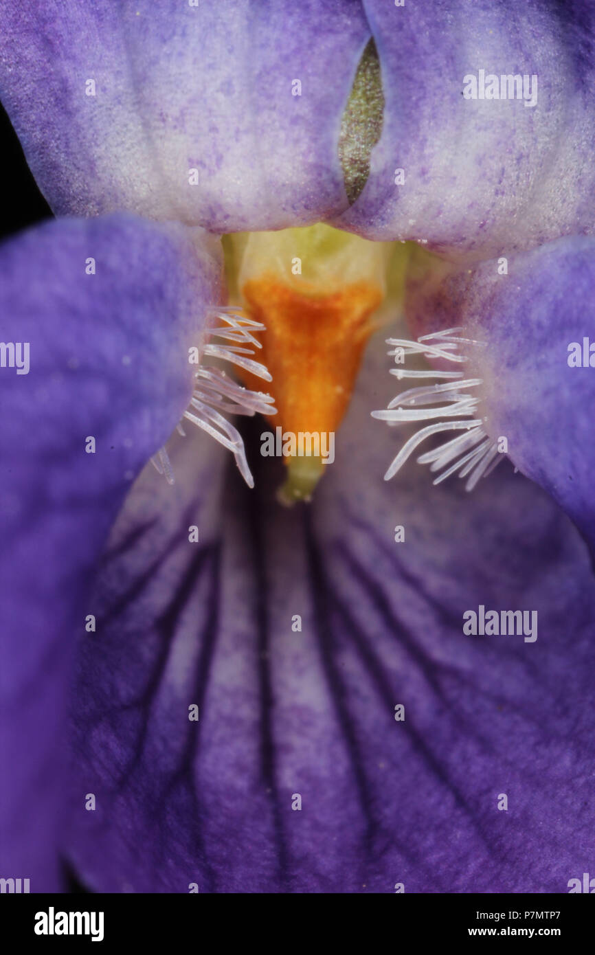 Detail of blossom of Sweet Violet (Viola odorata) Stock Photo