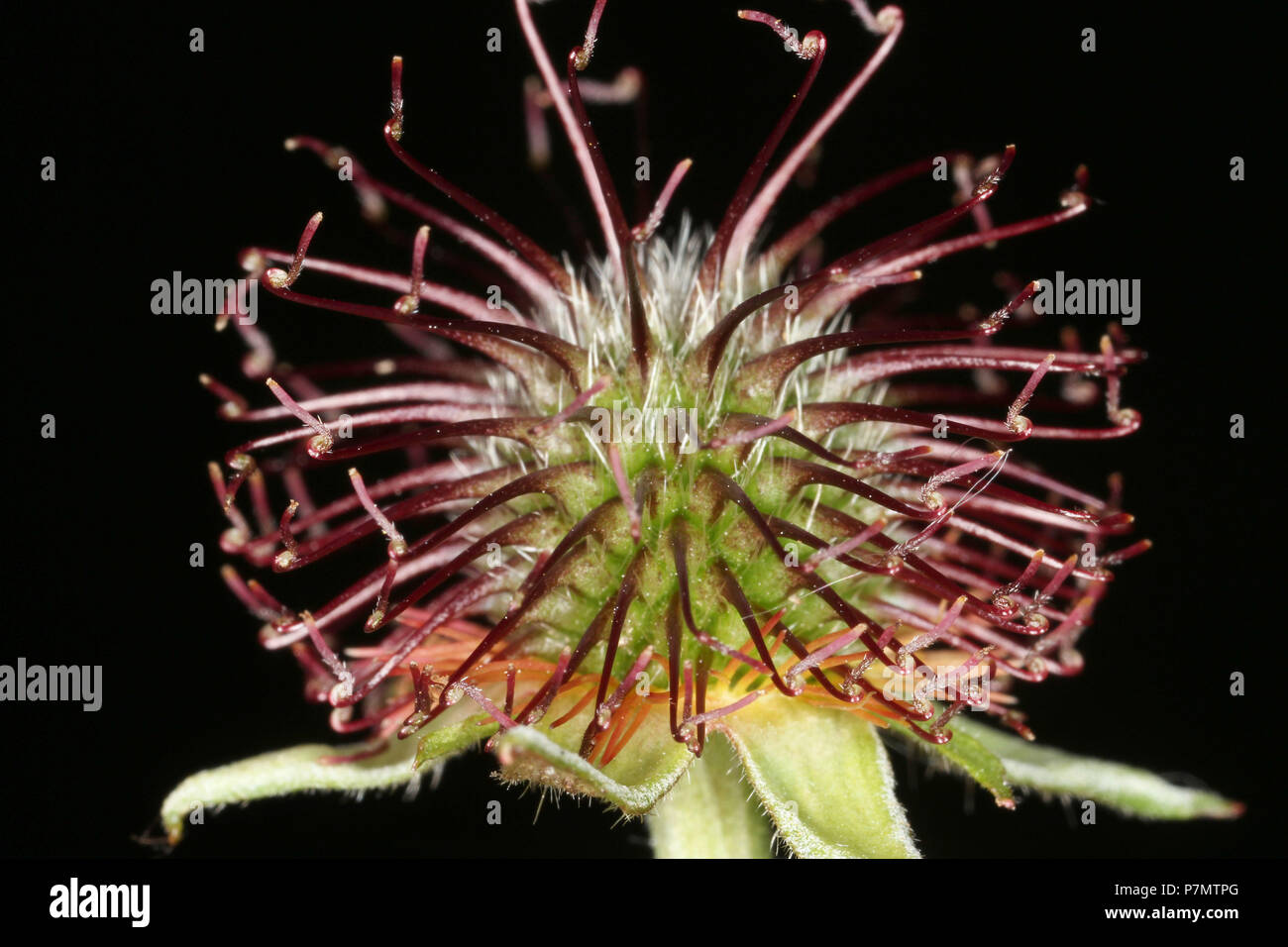 Unripe achenes of Wood Avens (Geum urbanum) Stock Photo