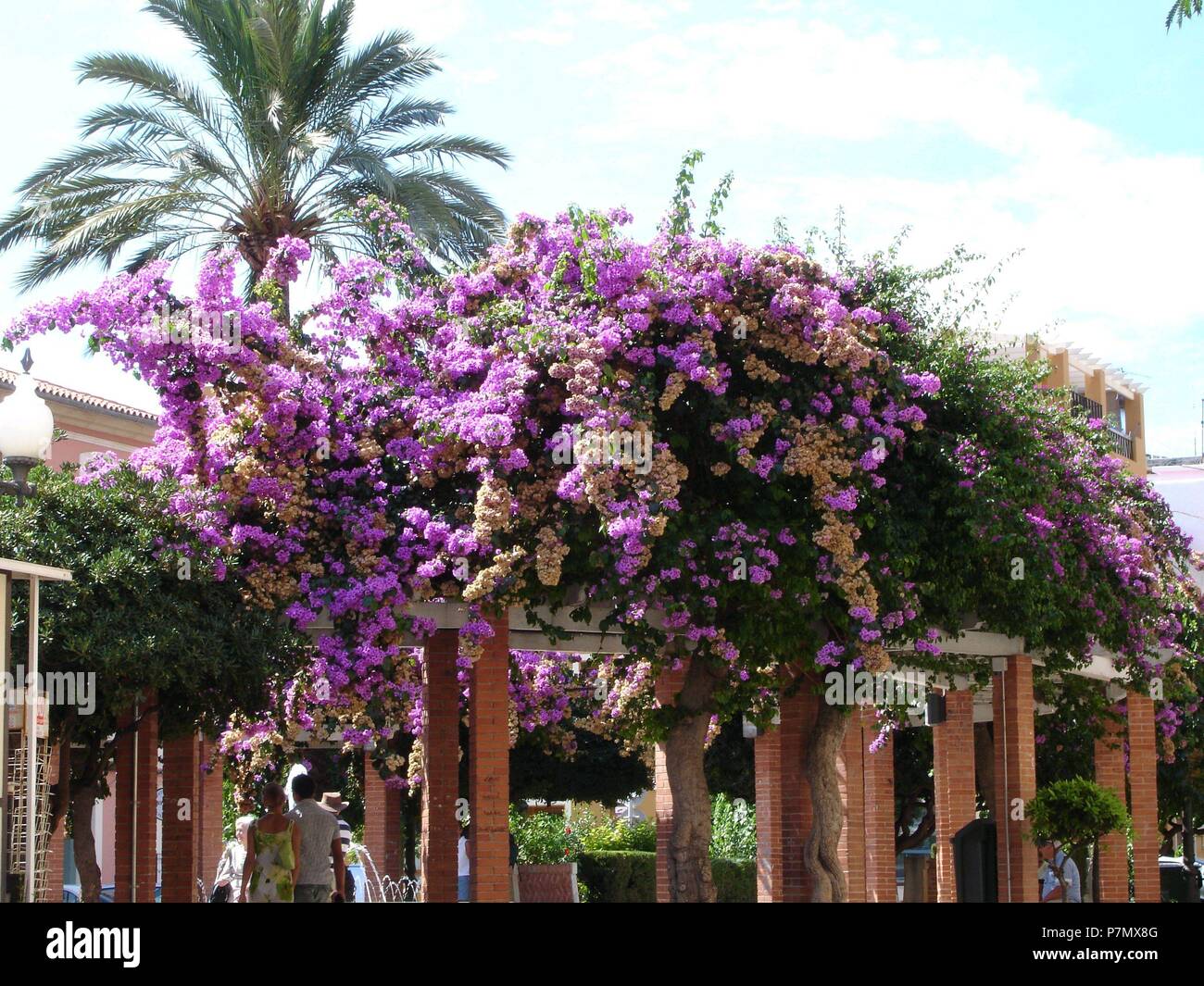 BUGANVILLA O BEJUCO SUDAMERICANO - ENREDADERA LEÑOSA CON FLORES. Location:  EXTERIOR, DENIA, ALICANTE, SPAIN Stock Photo - Alamy