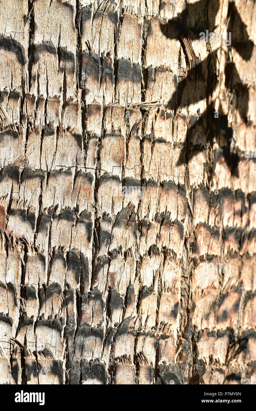 close up detail tropical palm tree trunk bark texture pattern Stock ...