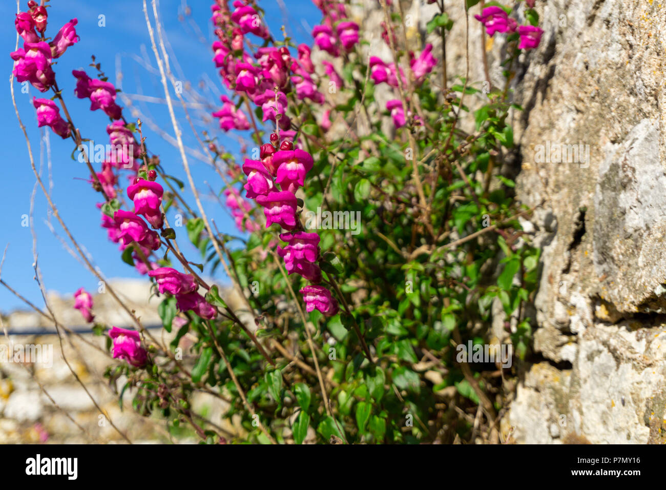 Pink flowers growing out of a stone wall Stock Photo - Alamy