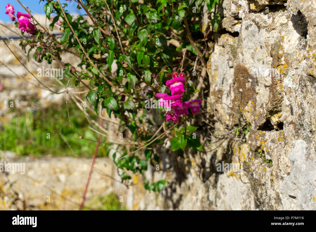 Pink flowers growing out of a stone wall Stock Photo - Alamy