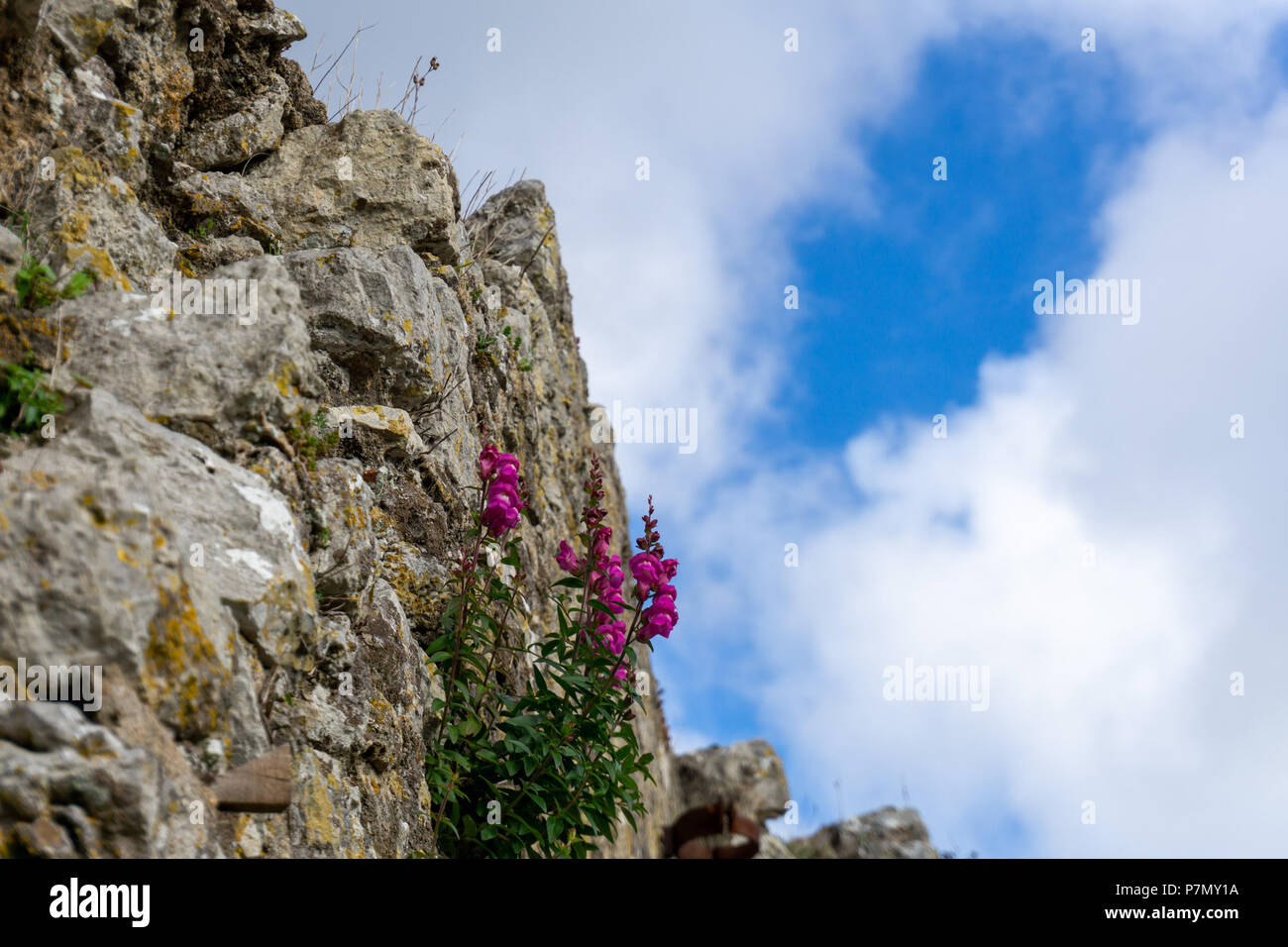 Pink flowers growing out of a stone wall Stock Photo - Alamy