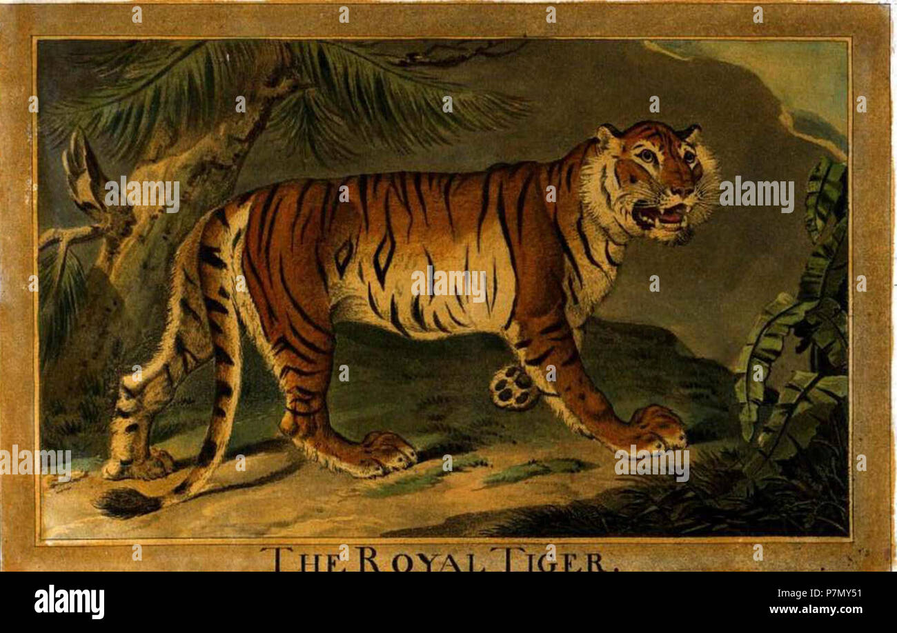 3, Royal Tiger, Charles Catton's Animals (1788) (cropped Stock Photo ...