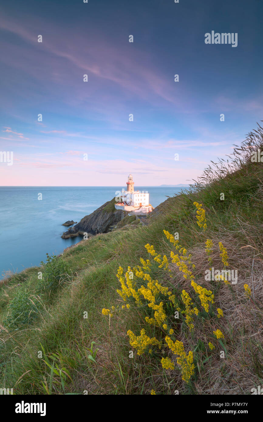 Wild flowers with Baily Lighthouse in the background, Howth, County Dublin, Ireland Stock Photo