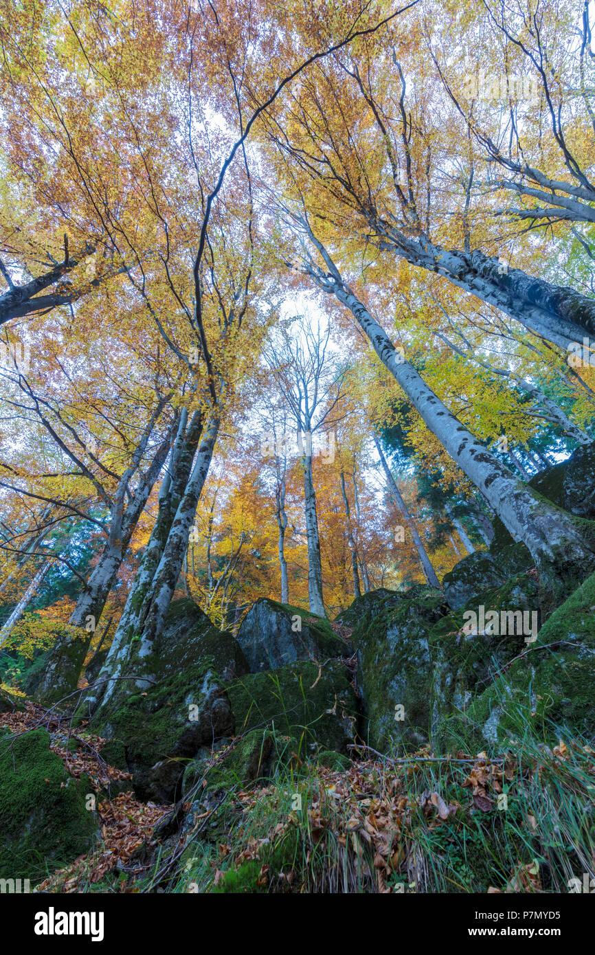 Tall trees in the forest of Bagni di Masino during autumn, Valmasino, Valtellina, Sondrio province, Lombardy, Italy Stock Photo