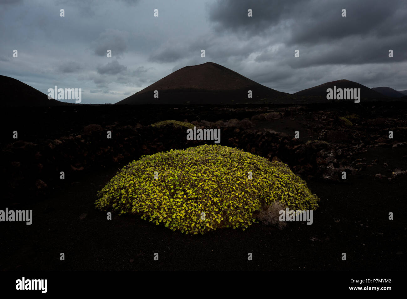 A green bush on the black volcanic sand, Timanfaya National Park, Lanzarote, Canary island, Spain, Europe Stock Photo
