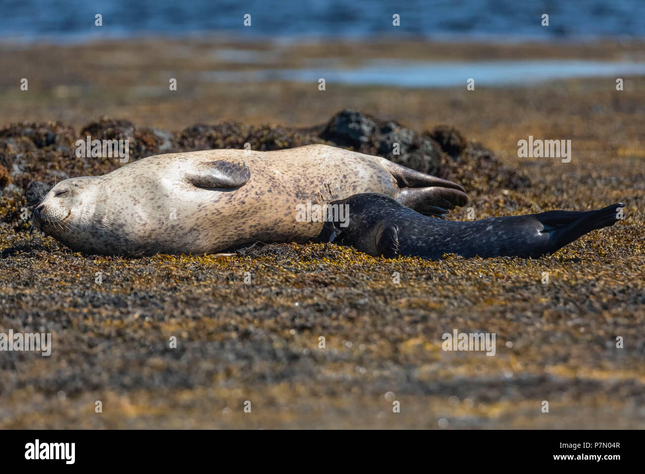 Harbour seal, Isle of Skye, Scotland, Europe Stock Photo