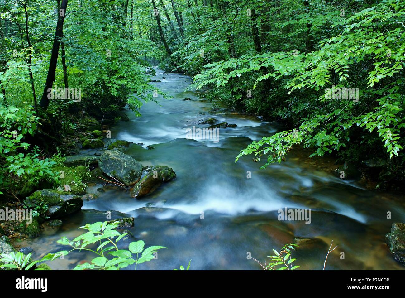 Pisgah Stream, Blue Ridge Parkway, NC, USA Stock Photo - Alamy