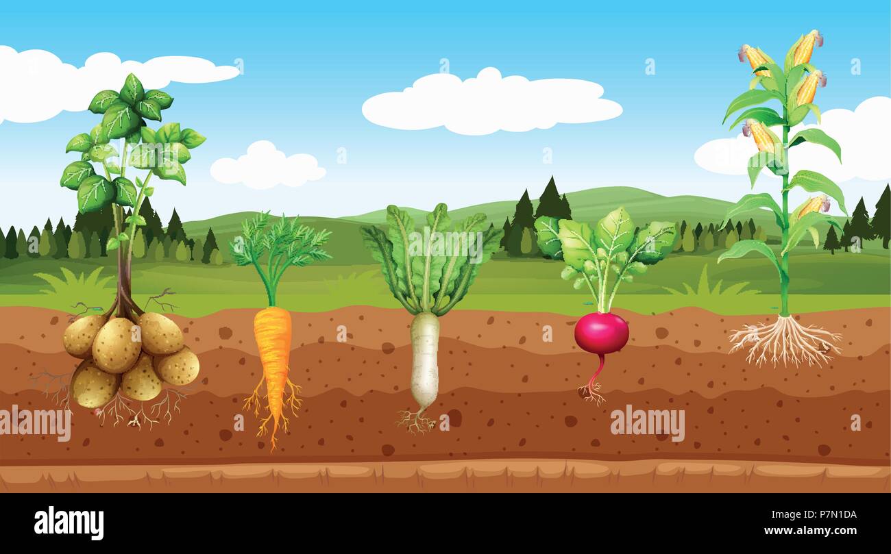 Agriculture Vegetables and Underground Root illustration Stock Vector